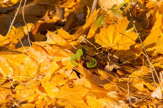 Yellow leaves on the forest floor in autumn at sunset