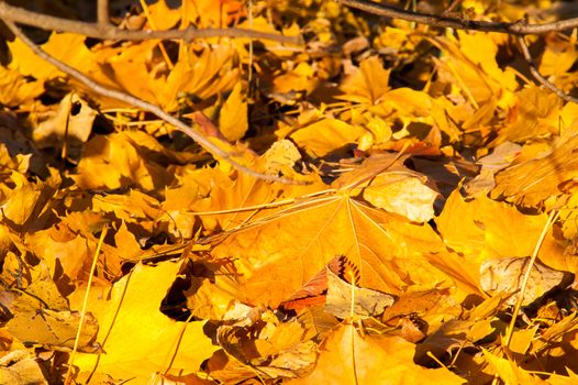 Yellow leaves on the forest floor in autumn at sunset