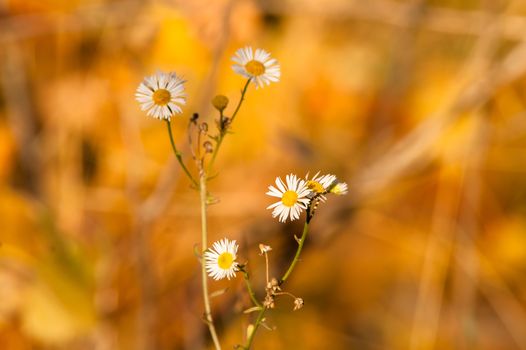 white daisy daisy yellow background autumn sunset