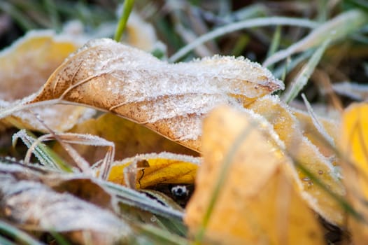 frost leaves the ground аutumn sunset and sunrise