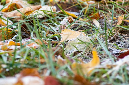 frost leaves the ground аutumn sunset and sunrise