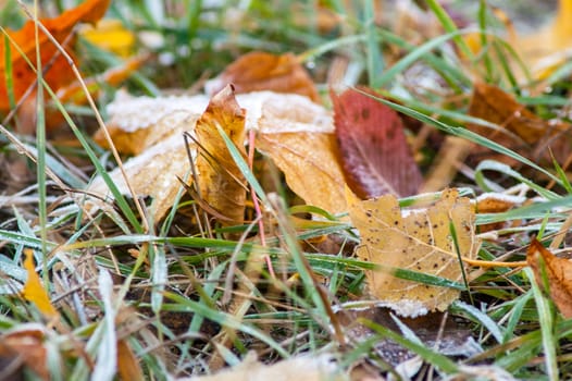 frost leaves the ground аutumn sunset and sunrise