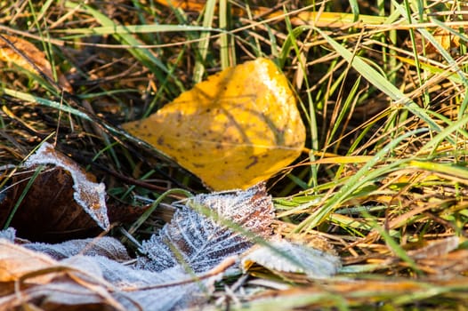 frost leaves the ground аutumn sunset and sunrise