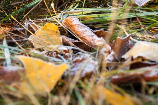 frost leaves the ground аutumn sunset and sunrise