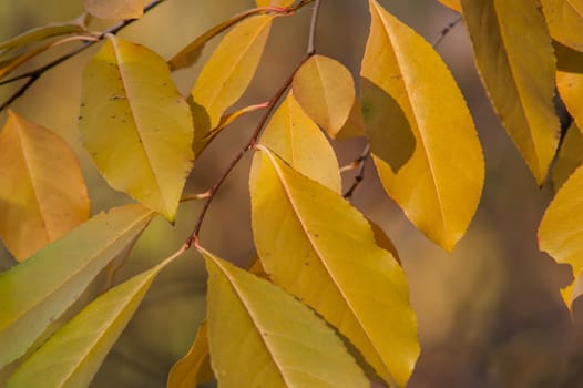 Yellow red leaves on a tree a sunny autumn day