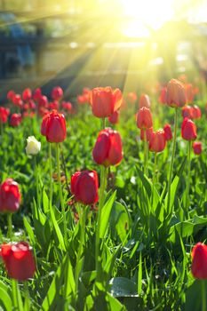 Field of red colored tulips with starburst sun