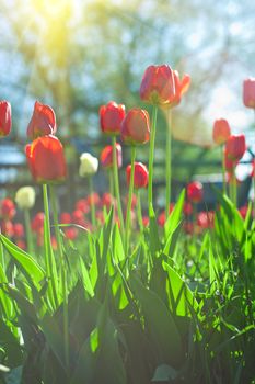 Field of red colored tulips with starburst sun