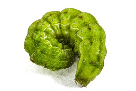 A close up of the green caterpillar, isolated on the white background