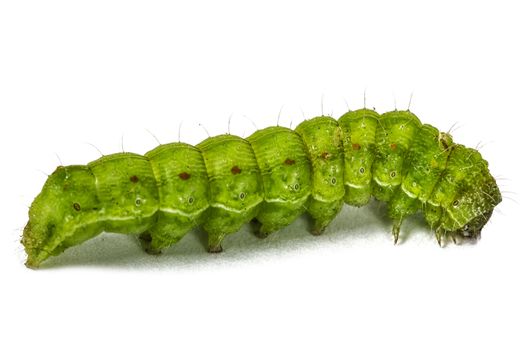 A close up of the green caterpillar, isolated on the white background