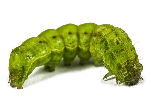 A close up of the green caterpillar, isolated on the white background