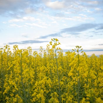 agricultural field, nature and agriculture farming series