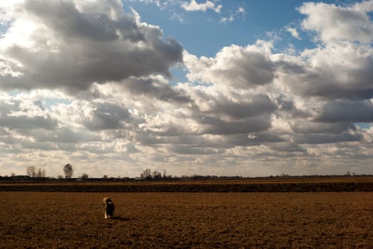 agricultural field, nature and agriculture farming series