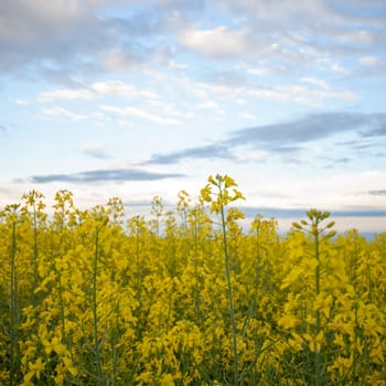 agricultural field, nature and agriculture farming series