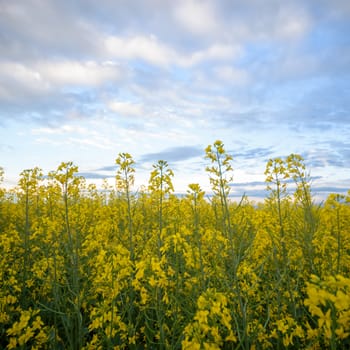 agricultural field, nature and agriculture farming series