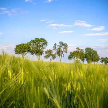 agricultural field, nature and agriculture farming series