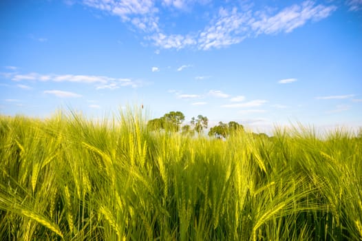 agricultural field, nature and agriculture farming series