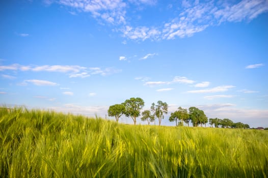 agricultural field, nature and agriculture farming series