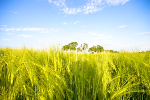 agricultural field, nature and agriculture farming series