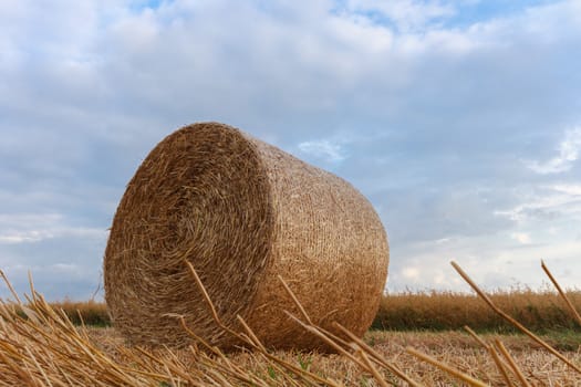 agricultural field, nature and agriculture farming series