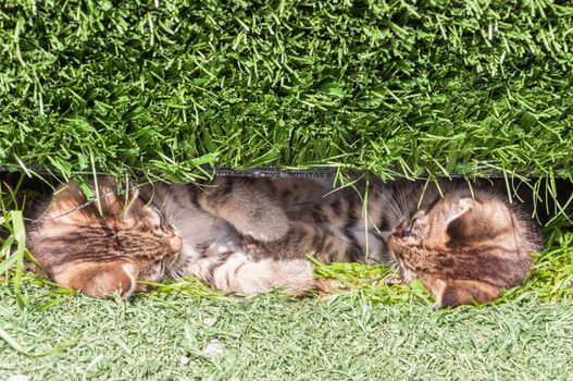 Two little cats resting in the grass