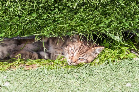 Close up of cat's face in the grass