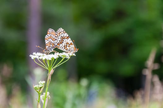 Pair of butterflies on a white flower