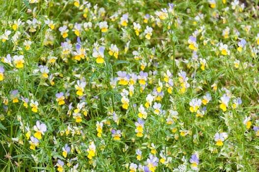 Natural background made of viola tricolor flowers