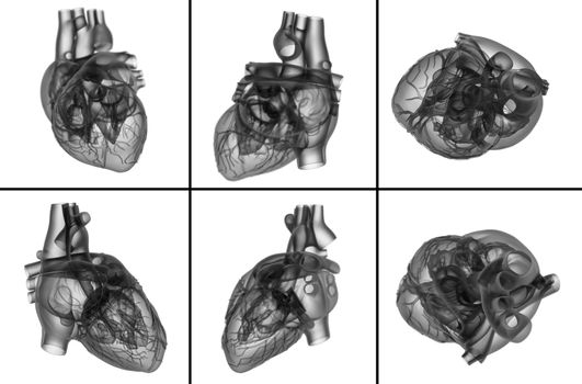 medical  illustration of the heart