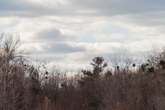 Autumn forest in the fallen leaves and the sky with clouds