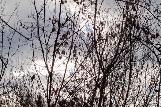 Autumn forest in the fallen leaves and the sky with clouds