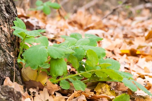 Green blossoming flower among the yellow leaves in autumn