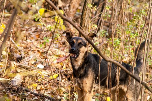 stray stray dog in the autumn forest day