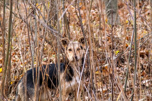 stray stray dog in the autumn forest day