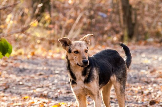 stray stray dog in the autumn forest day