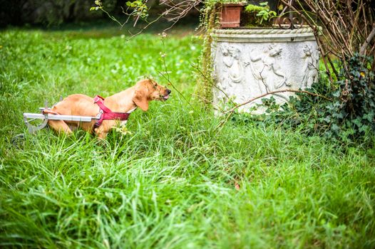 A dog with a mechanical aid to walk