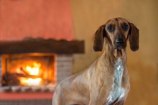 A dog posing straight out to the camera