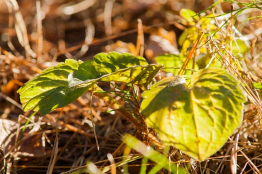 green plant in the autumn in the grass among yellow leaves