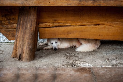 an adult dog hides behind a big wooden table