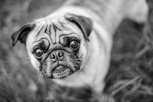 Portrait of a pug