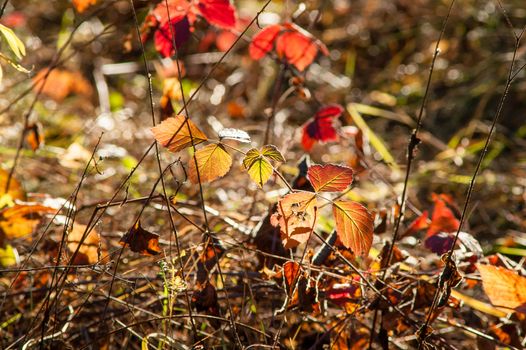 Magic autumn forest plants with red and yellow bushes