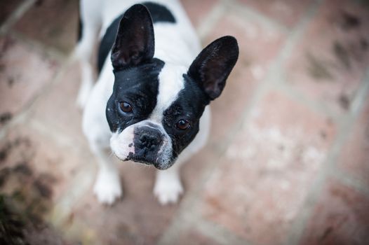 an intense look from a she french bulldog