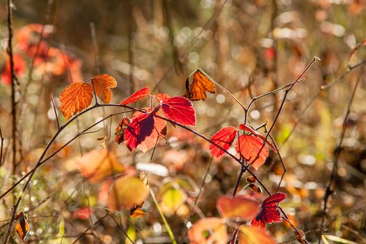 Magic autumn forest plants with red and yellow bushes