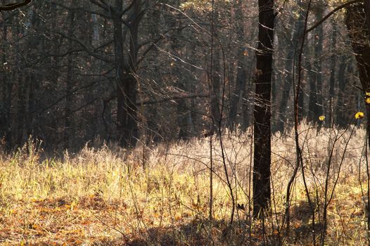 Magic autumn forest plants with red and yellow bushes