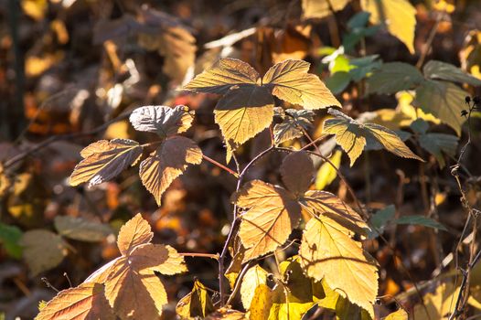 Magic autumn forest plants with red and yellow bushes