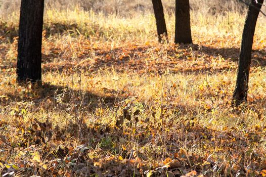 Magic autumn forest plants with red and yellow bushes