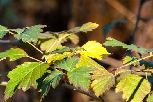 green leaves on the bush warm autumn sunset