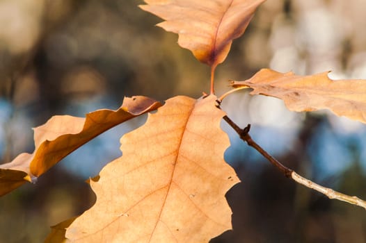 yellow and brown oak leaf on a tree in autumn