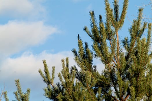 young beautiful needles of green color on a fir-tree