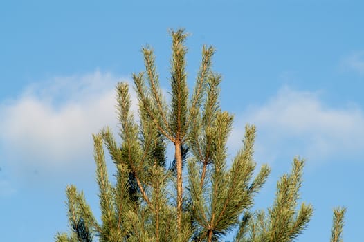 young beautiful needles of green color on a fir-tree