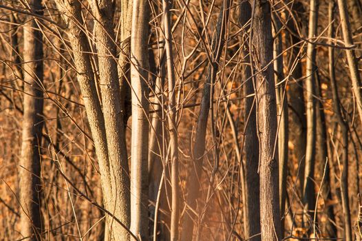 Magic forest at sunset warm and sunny autumn